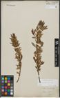 Foto von Salix triandra L. x Salix viminalis L.